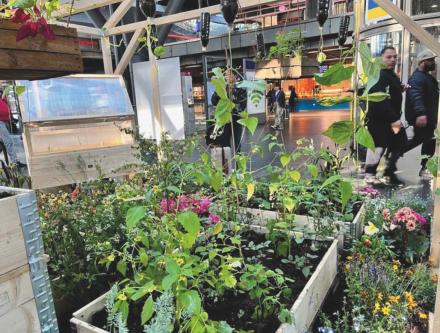 Wilhelmshaven Urban Farming